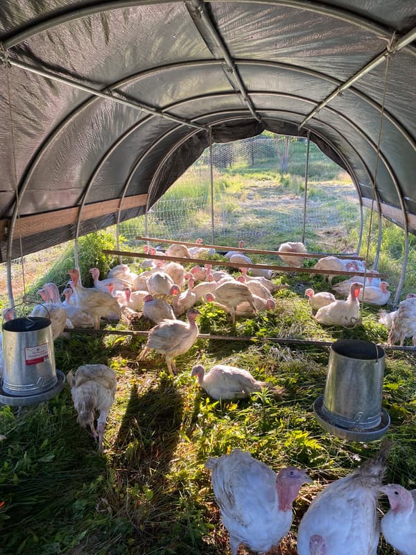 Hogwash Farm