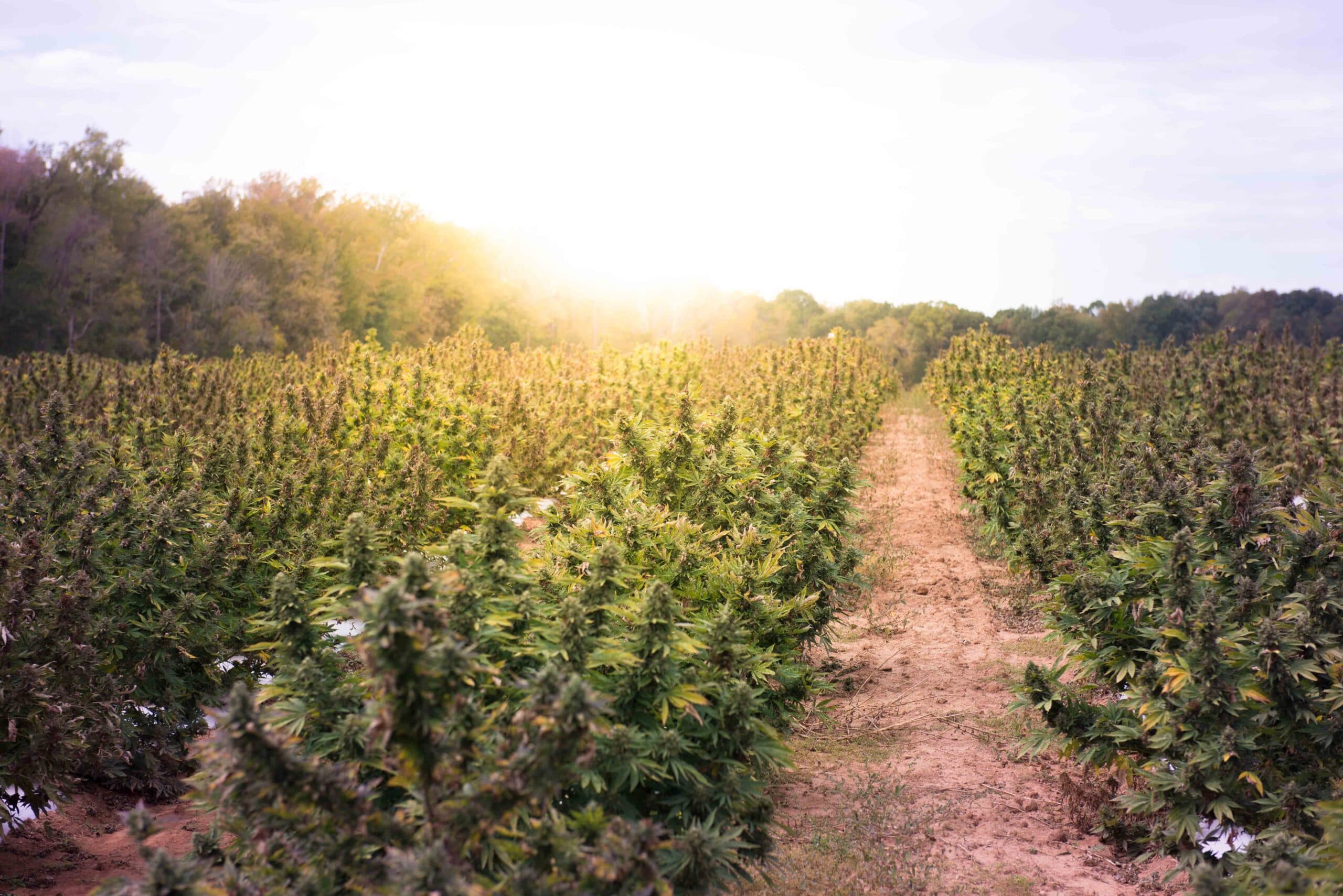 Hollow Oak Hemp Farm photo 2
