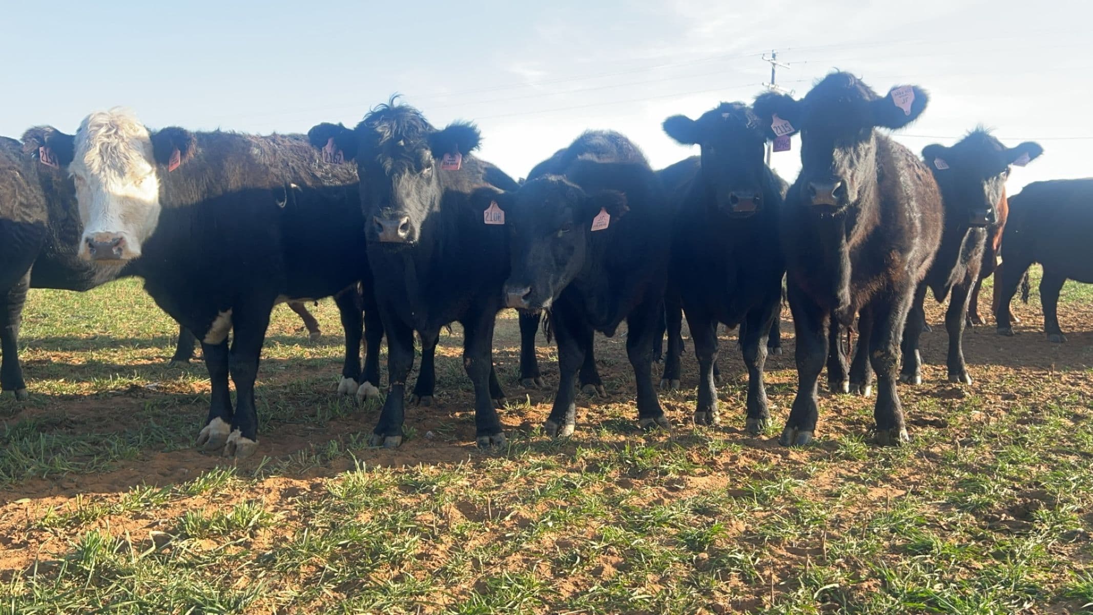 Holy Cow Beef photo 2