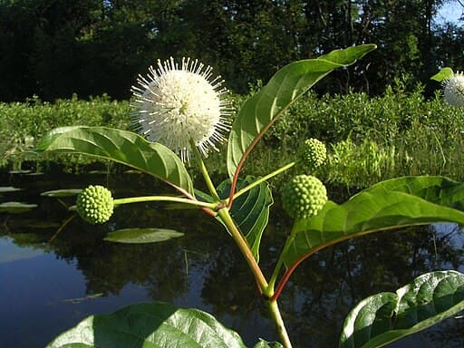 Honey Petal Plants