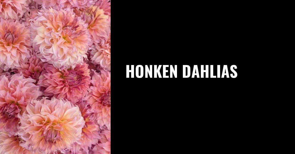 Honken Dahlias photo 2