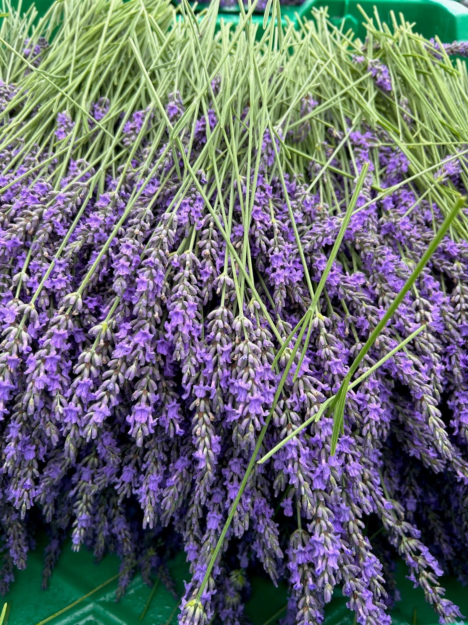 Hope Hill Lavender Farm