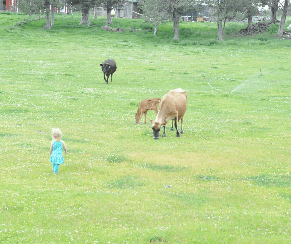 Hope Springs Dairy photo 2