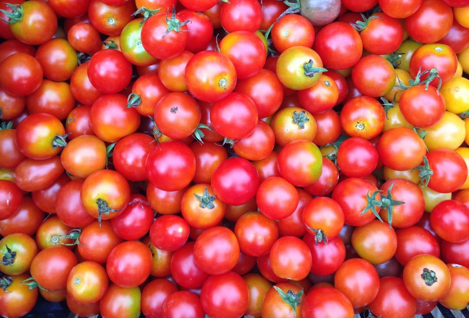 Hopestill Farm Organic Produce