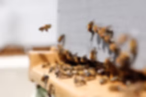 However Wild Honey Apiary photo 2