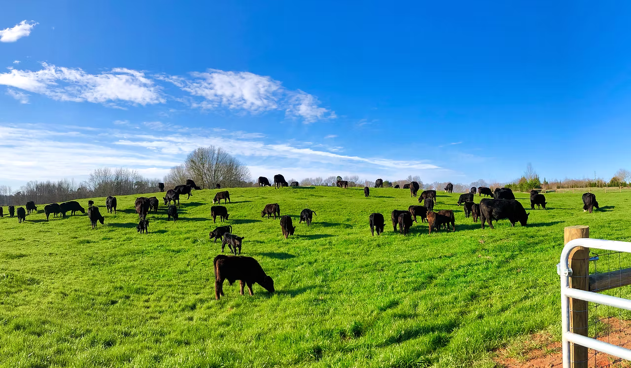 Howling Ridge Farm