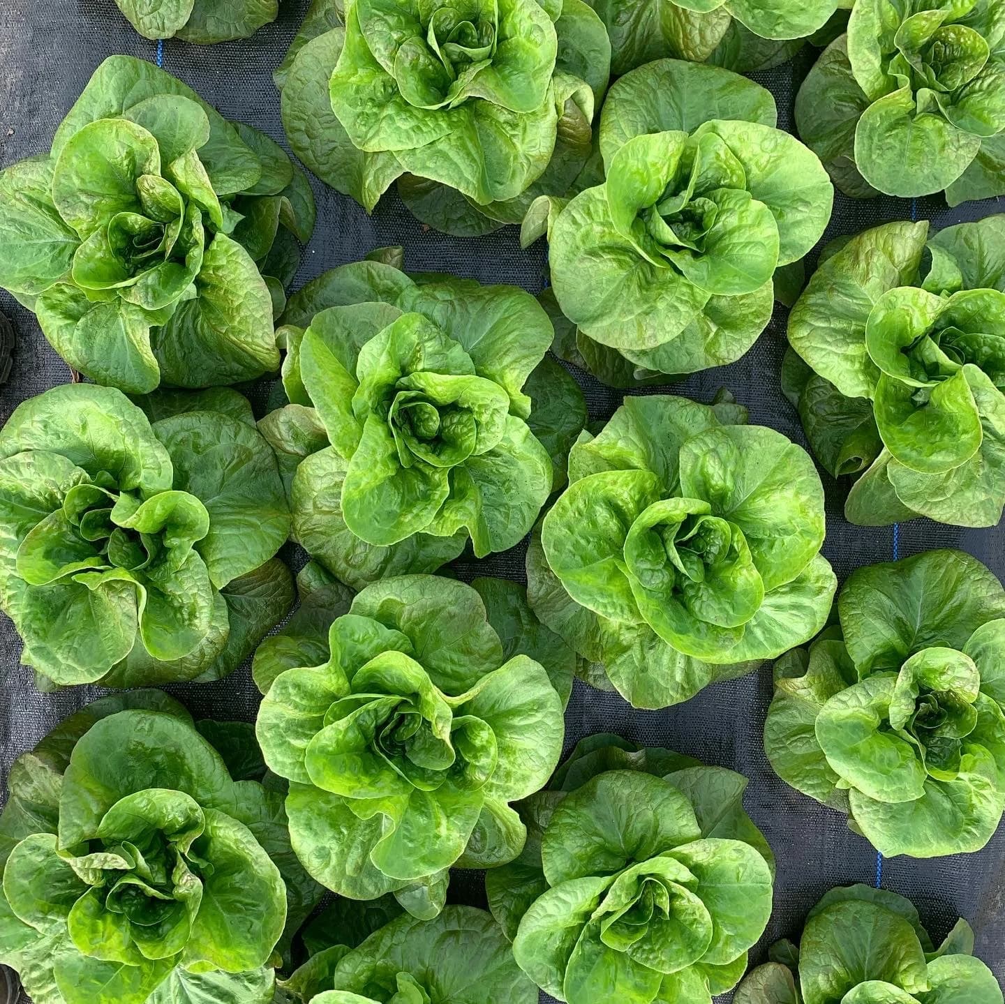 Humble Umbel Farm