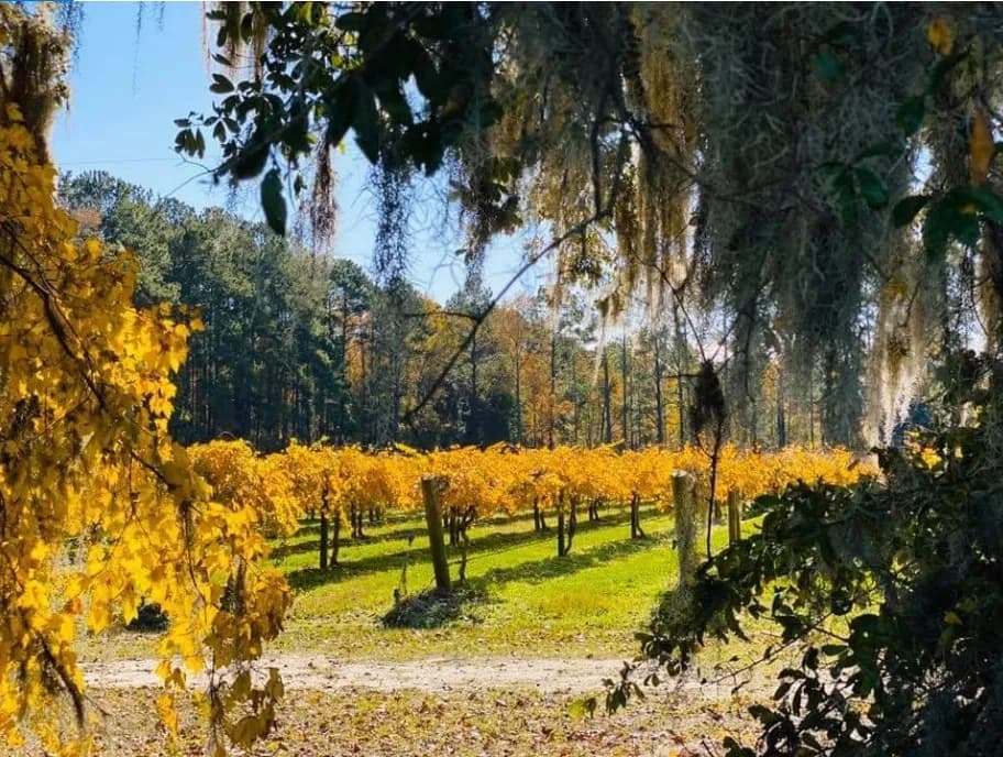 Hyman Farms & Vineyards