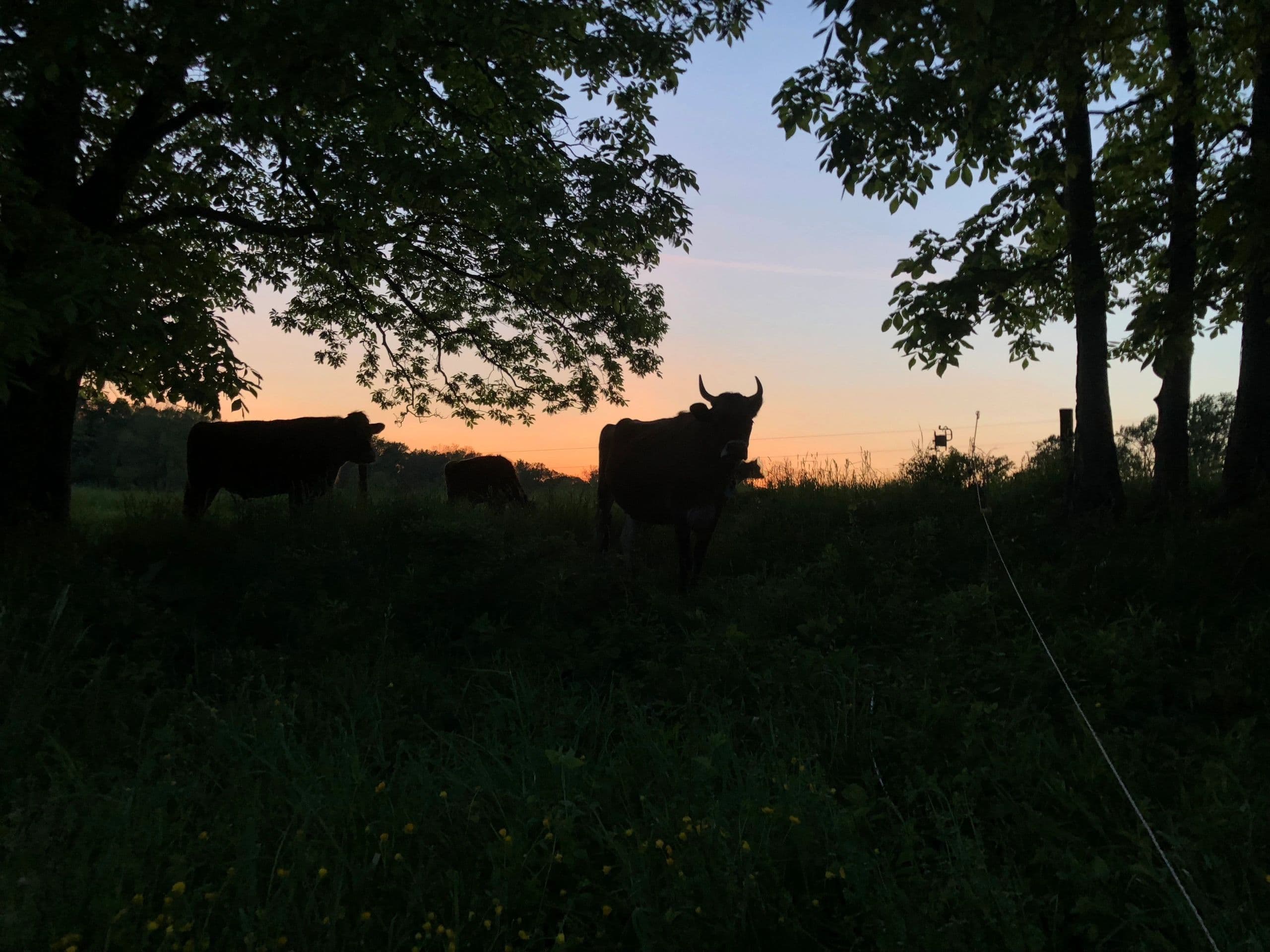 Ironstone Farm photo 2