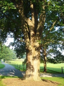 Ironstone Springs Farm photo 2
