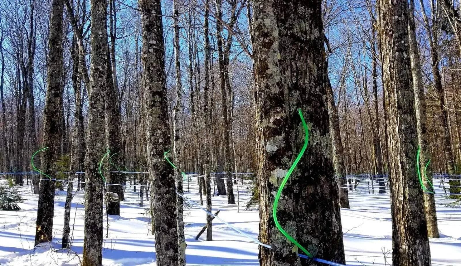 Jackman Maple Syrup photo 2