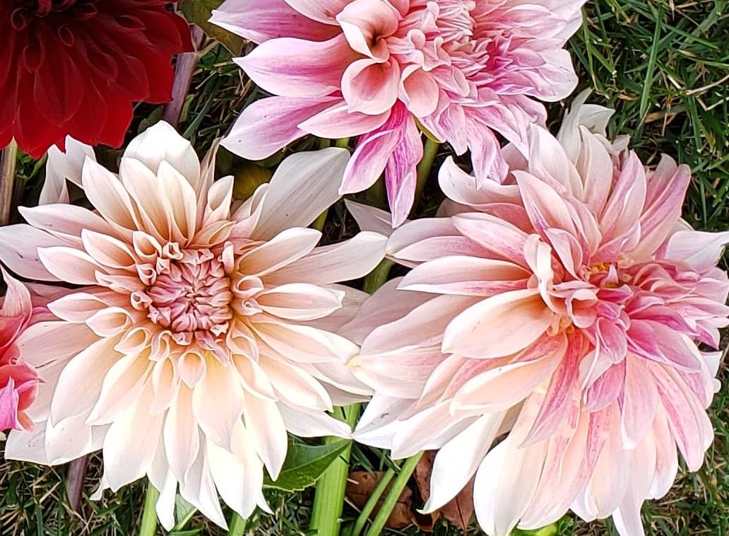Jazz Flower Farm