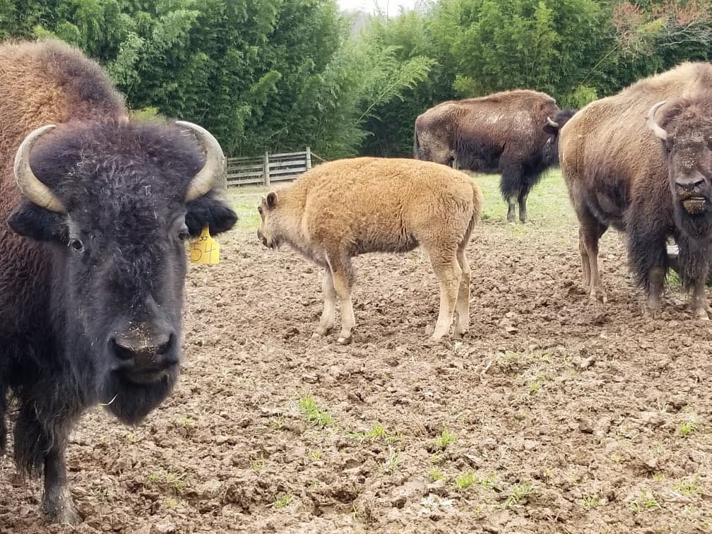 J.J. Bison photo 2