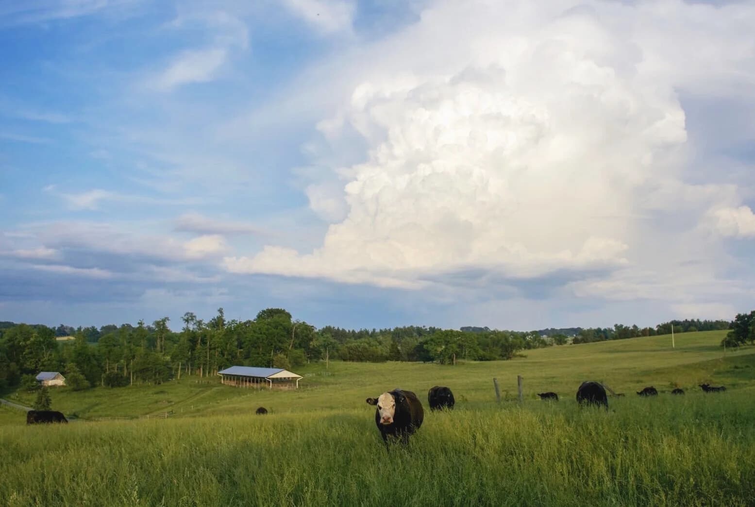 Johnsville Meadows Farm