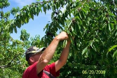 Kapnick Orchards photo 2