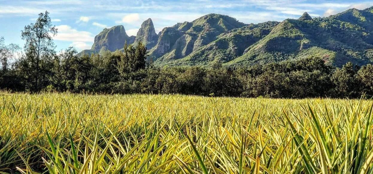 Kaua'i Sugarloaf Pineapple Farm photo 2