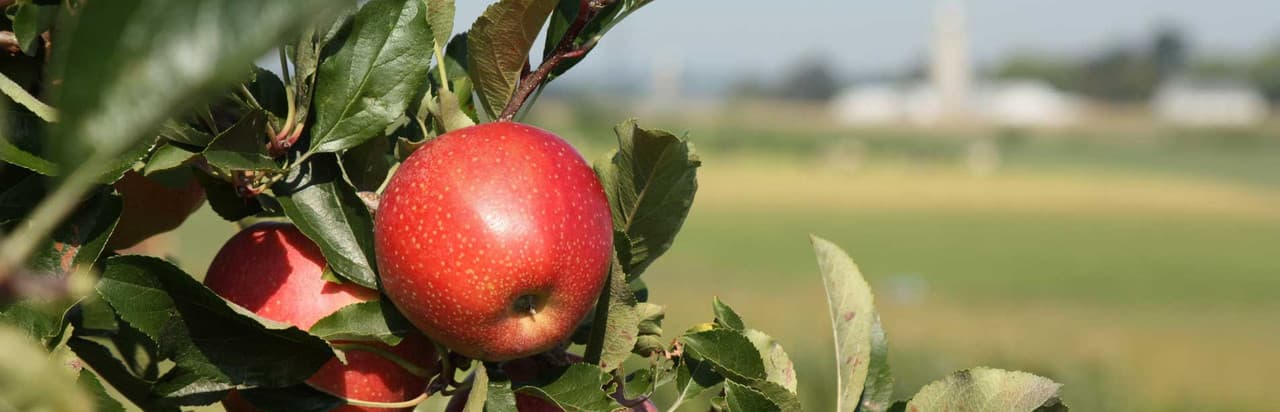 Kauffman's Fruit Farm