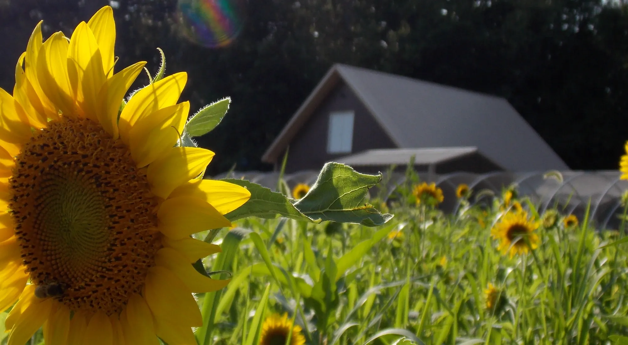 KCC Natural Farms photo 2