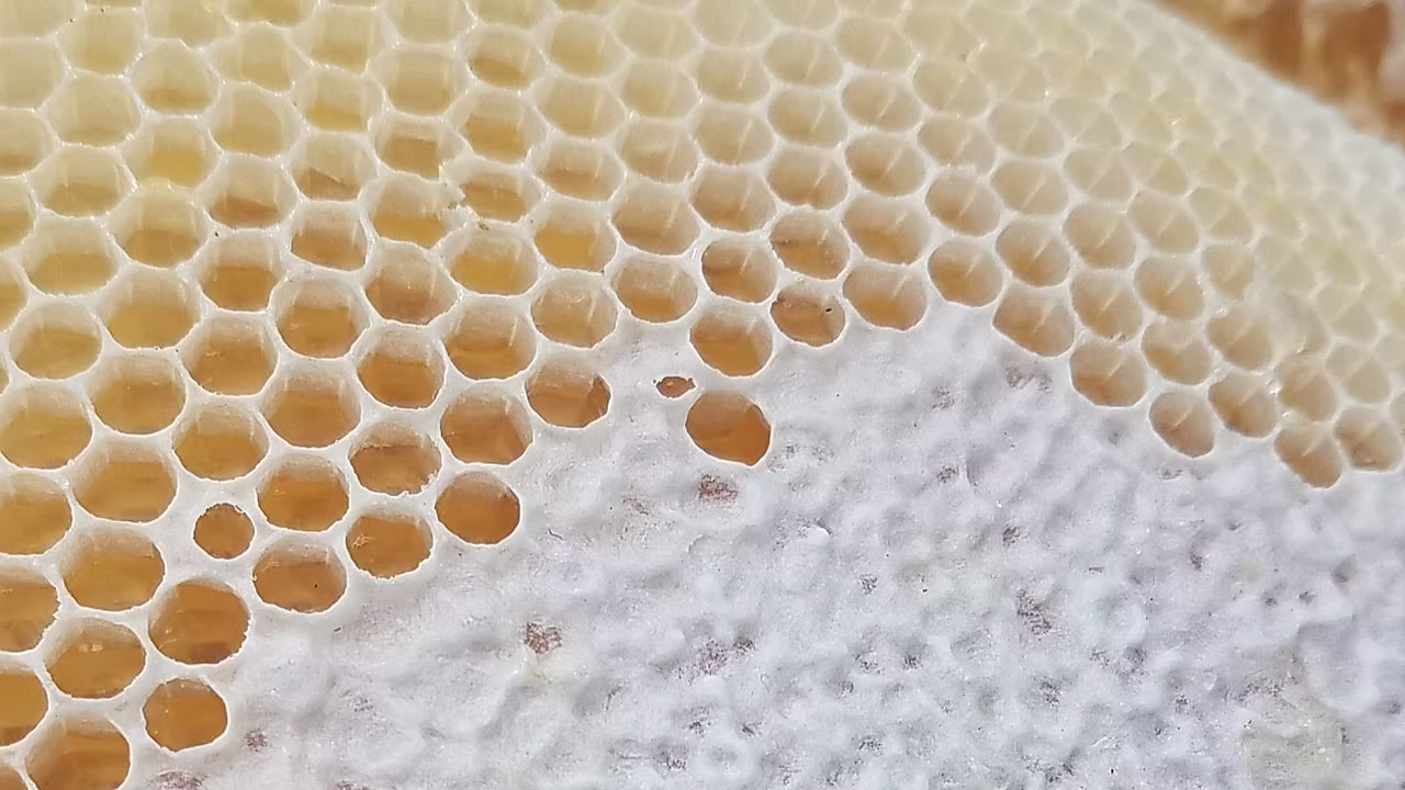 Kingsburg Honey