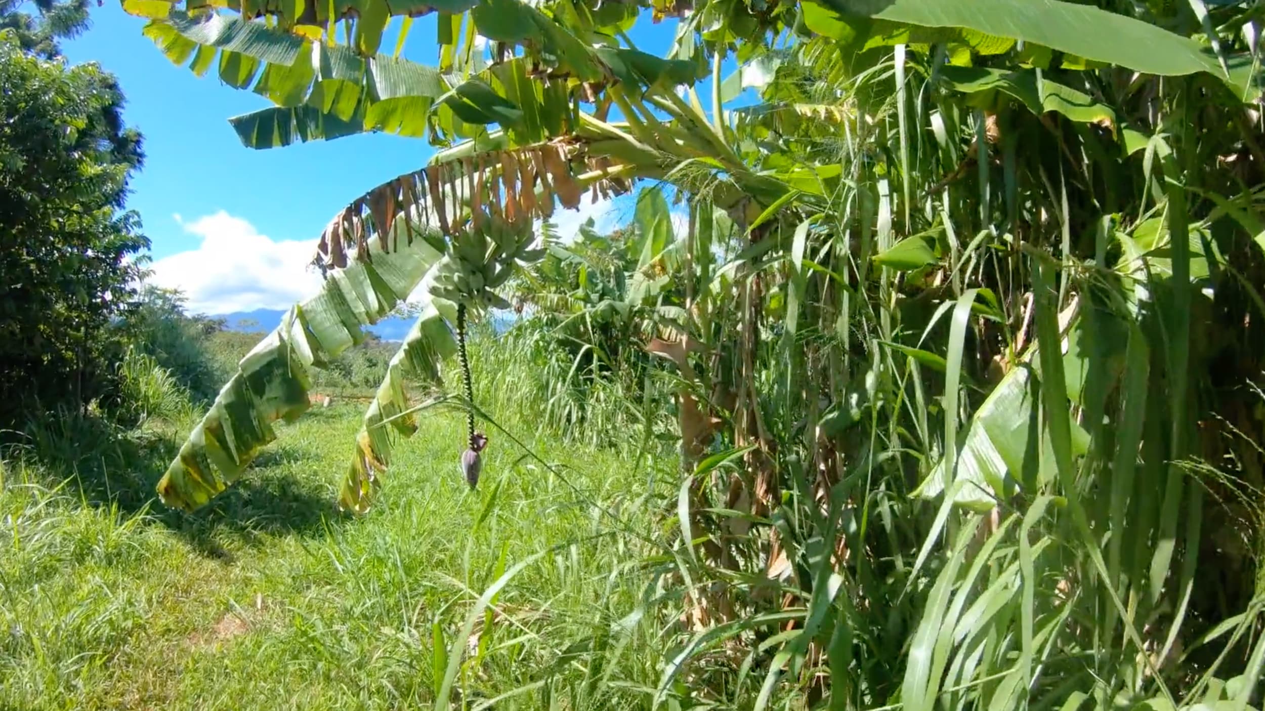 Kolea Farm