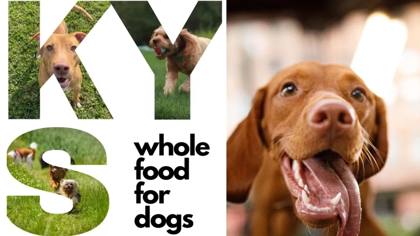 KYS Food for Dogs