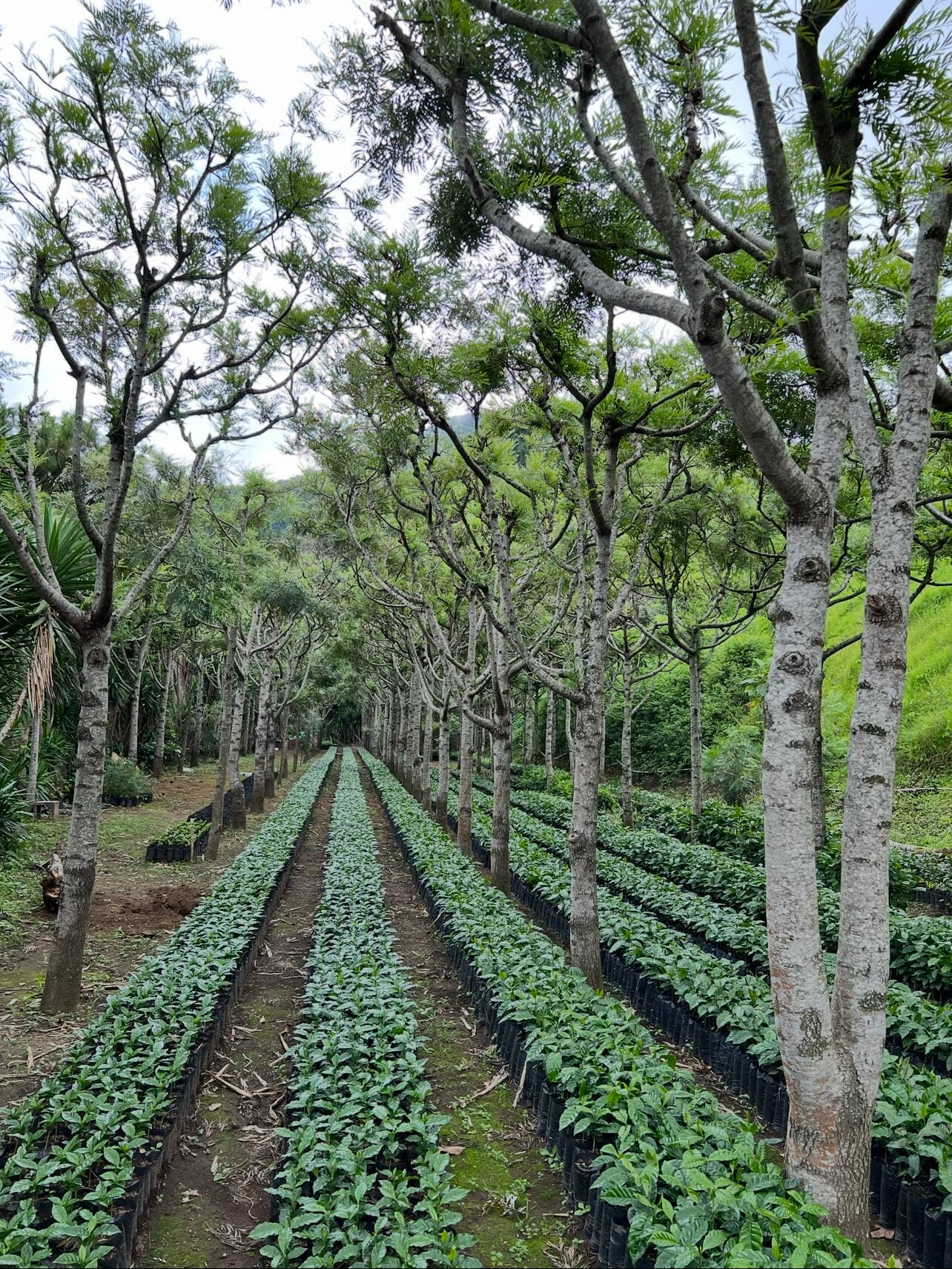La Finca Coffee