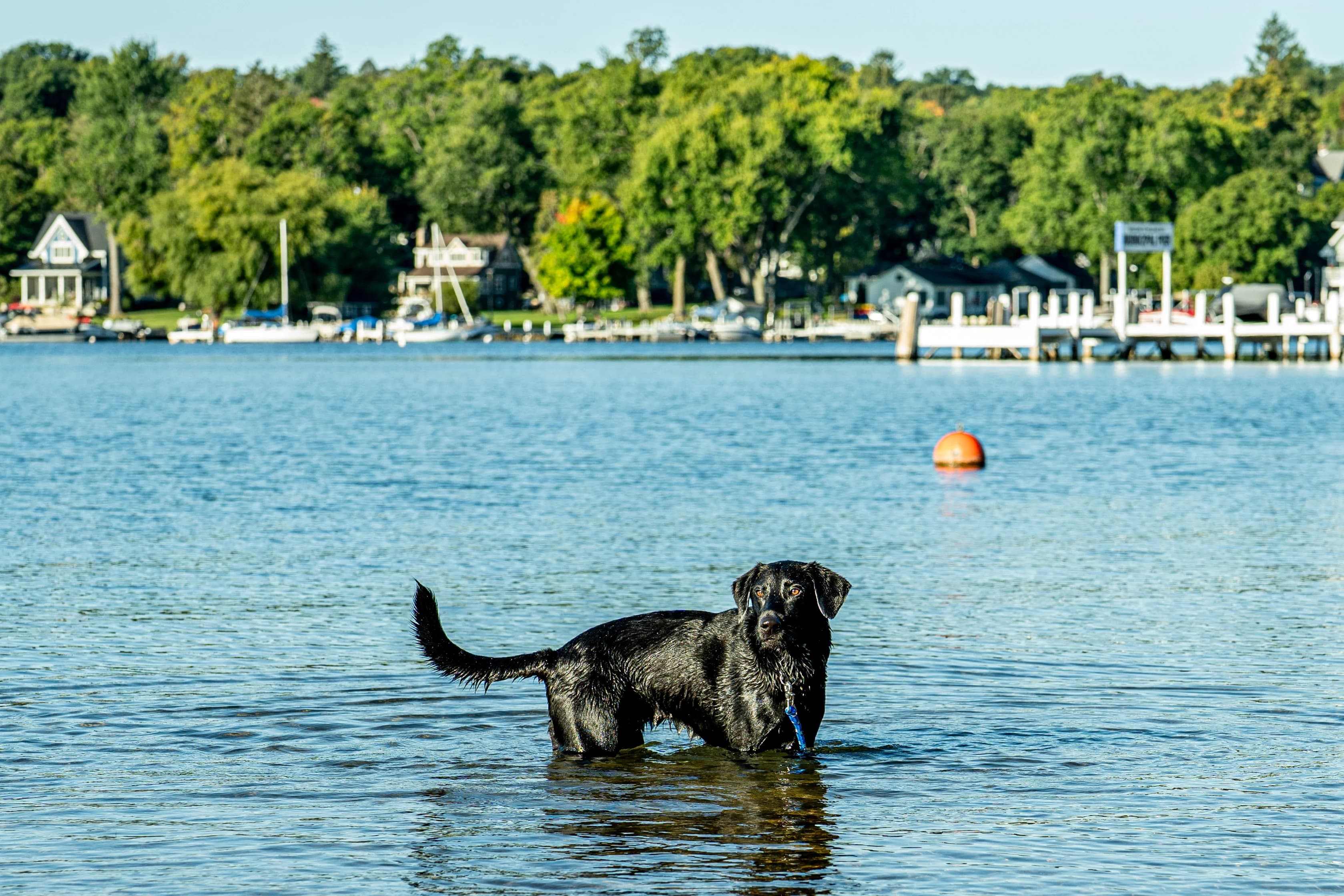 Lake Dog