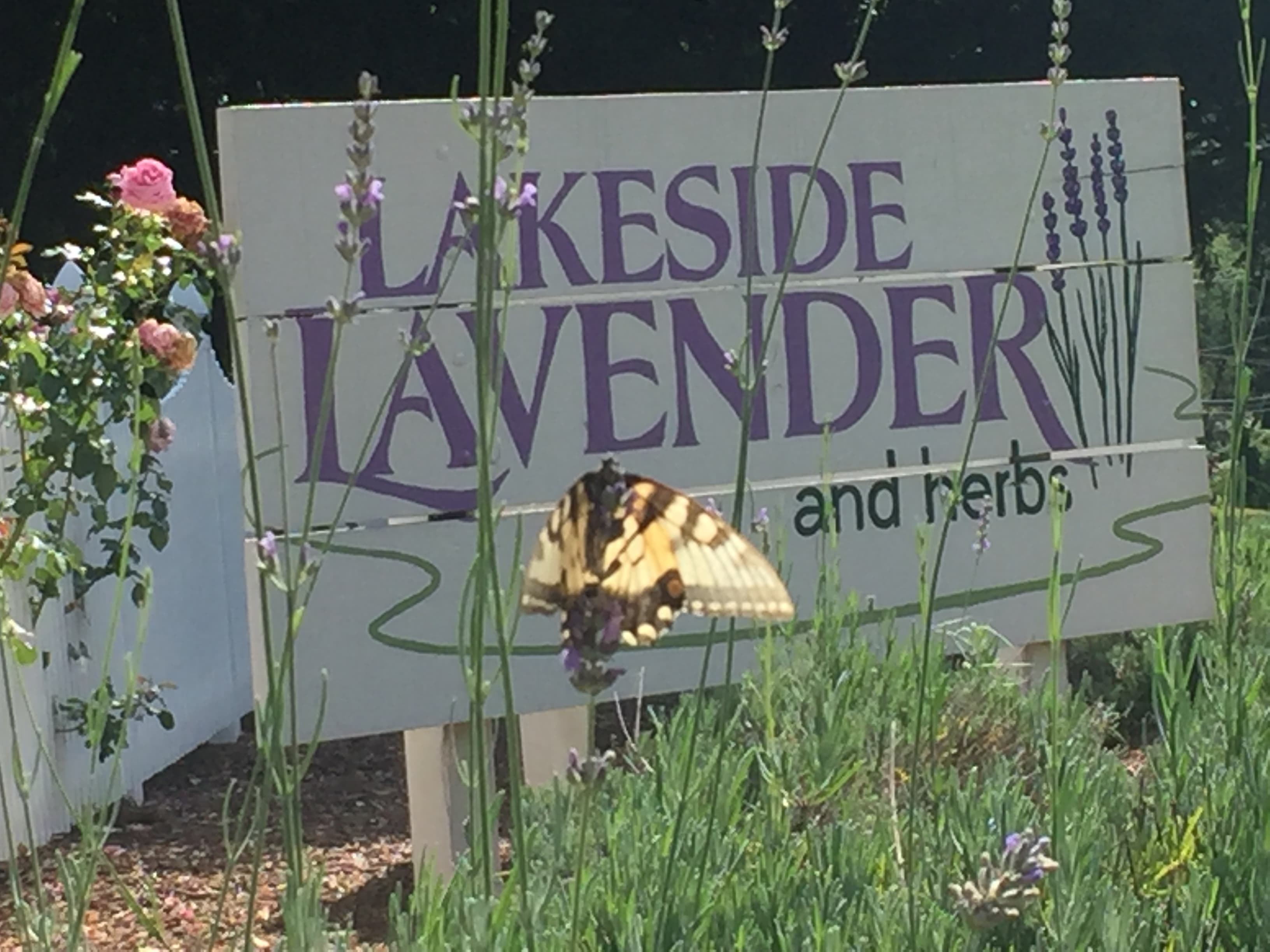 Lakeside Lavender photo 2