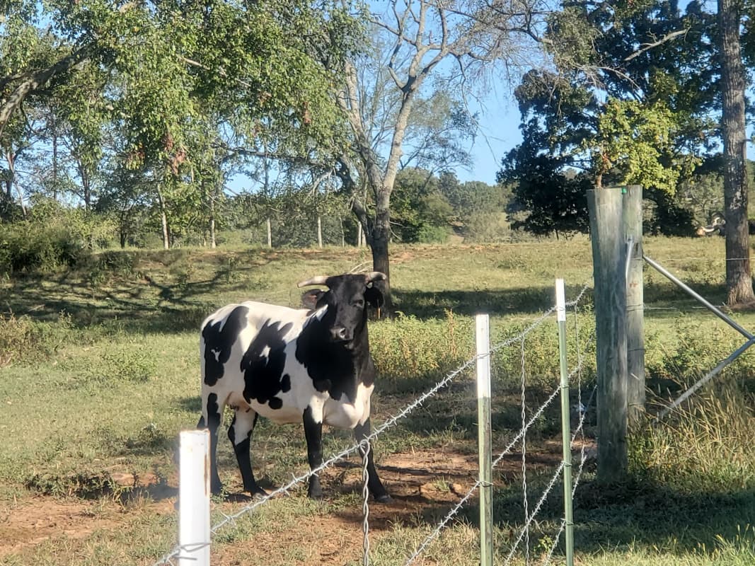 Lanty Cattle Company