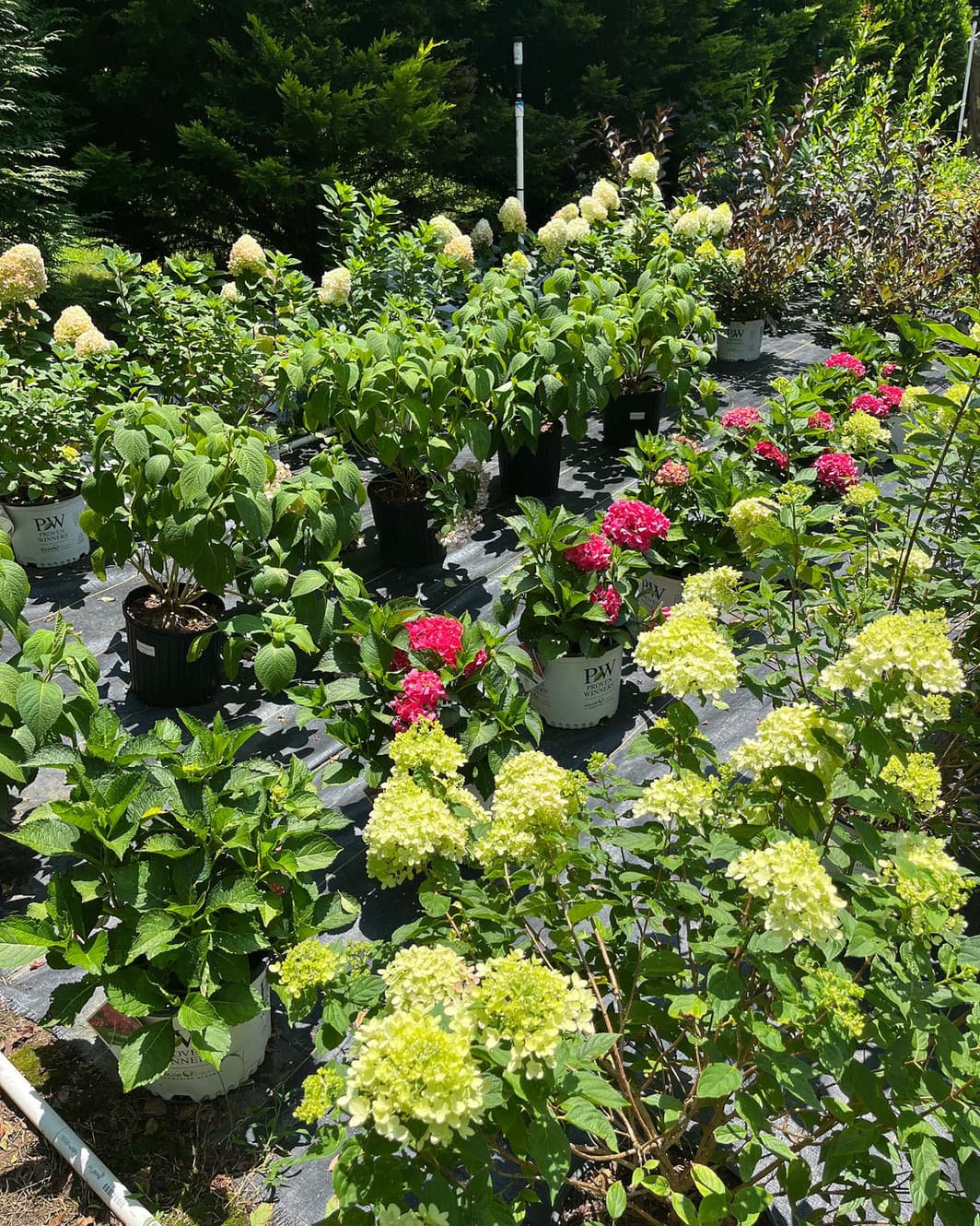 Late Bloomers Nursery and Landscaping