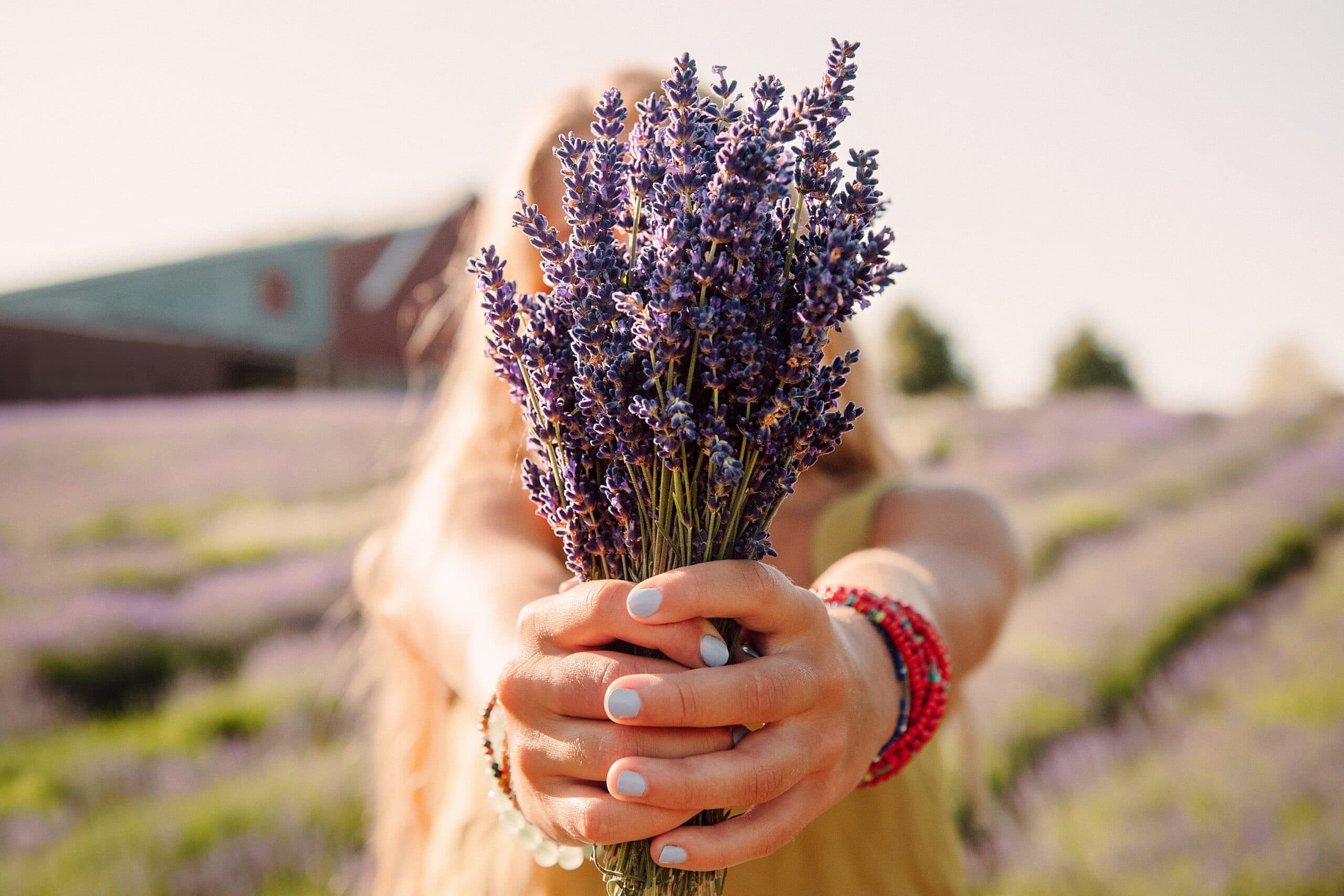 Lavender Hill Farm photo 2