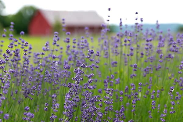 Lavenlair Farm : Lavender near Lake George photo 2