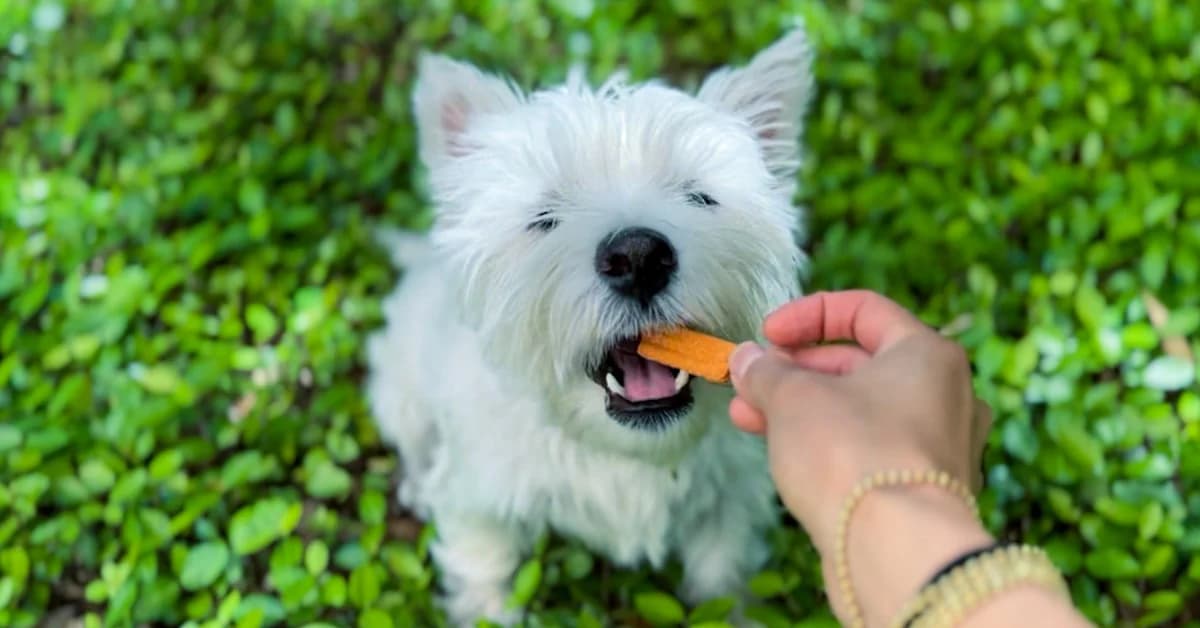 Leo's Bark