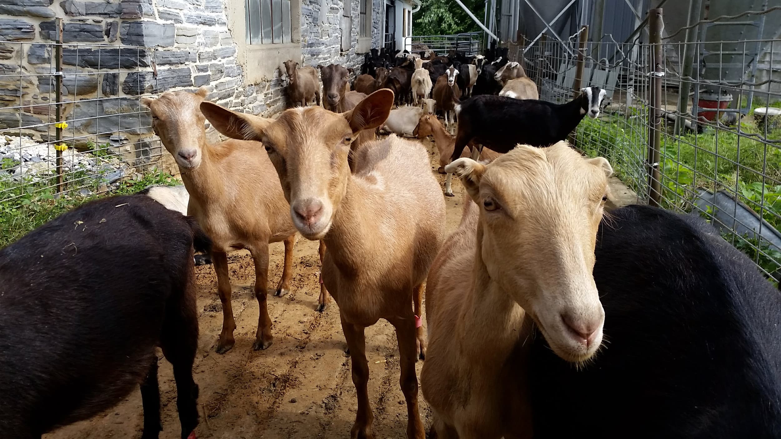 Linden Dale Farm