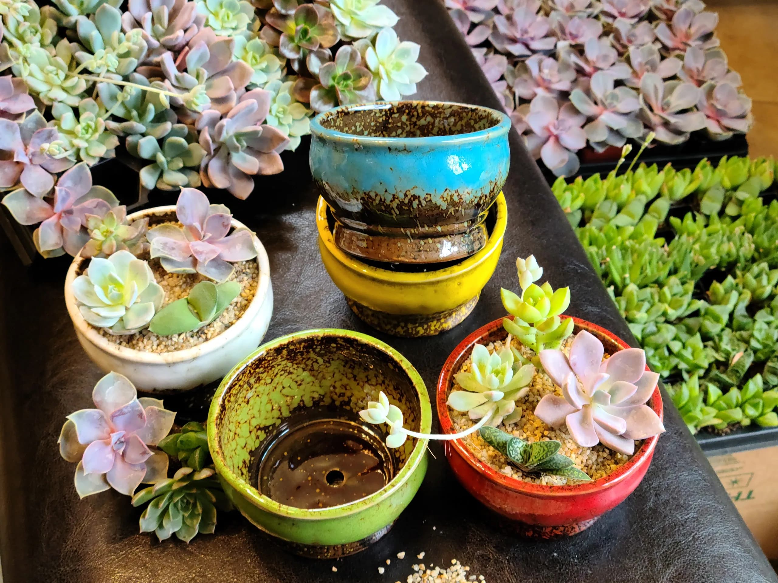 Little Desert Rebels