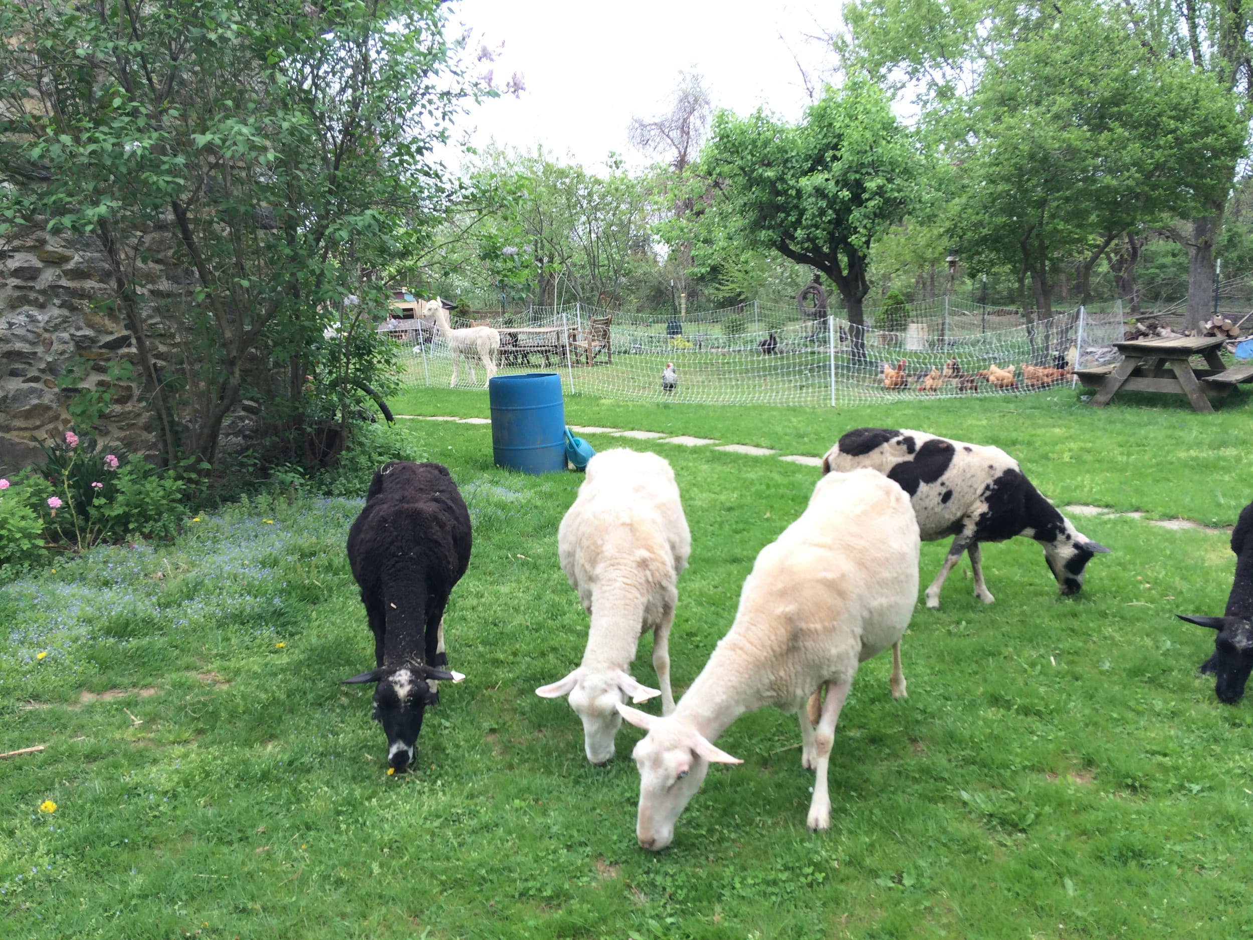 Locust Hollow Sheep Farm