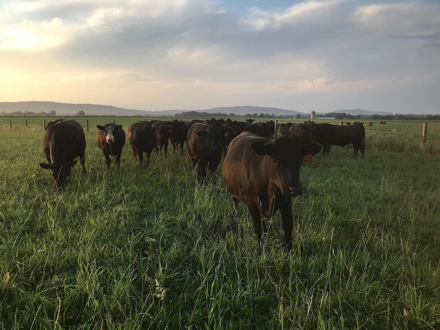 Locust Point Cattle Company photo 2