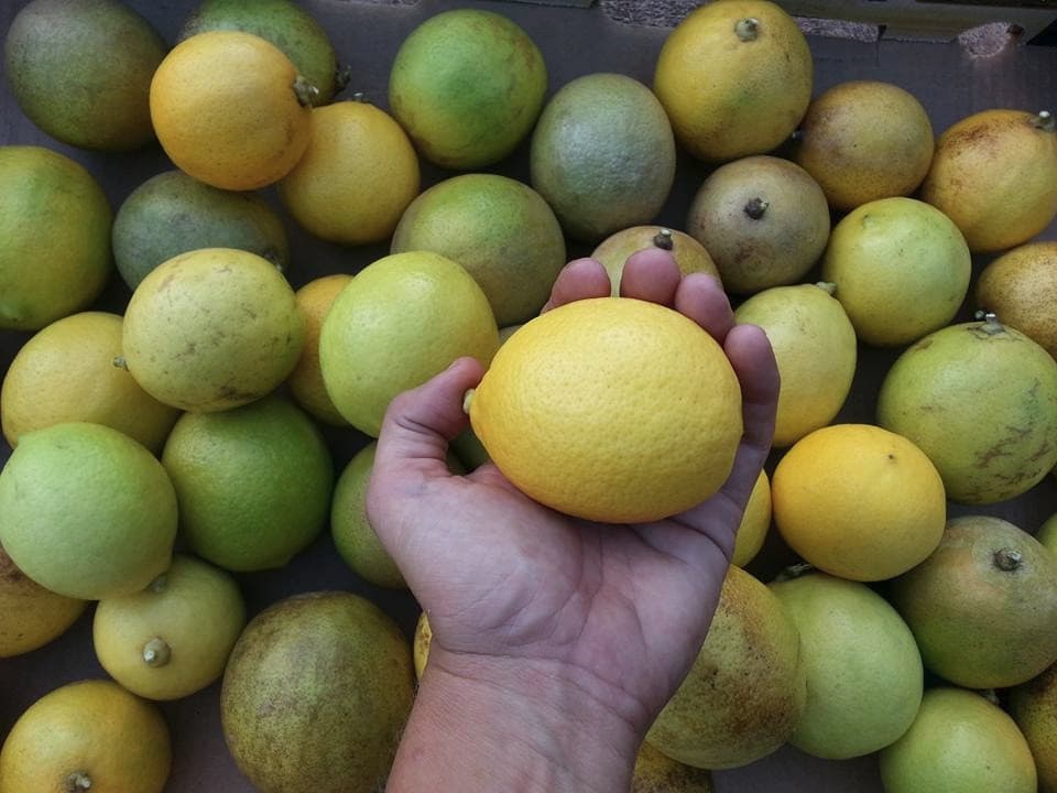 Lokoea Farms