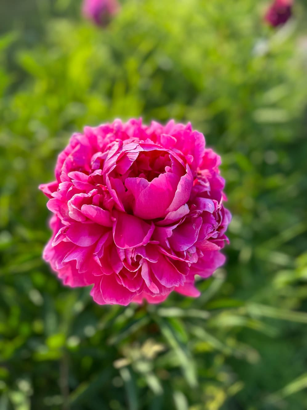 Lovers Lane Farm