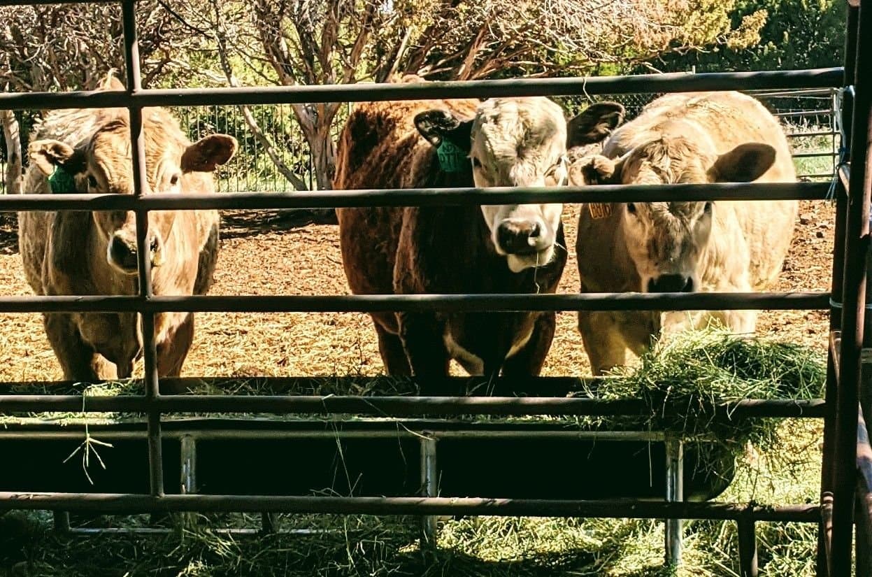 Lucky Star Farms