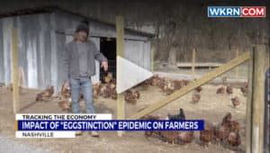 Maples Farm Fresh Eggs