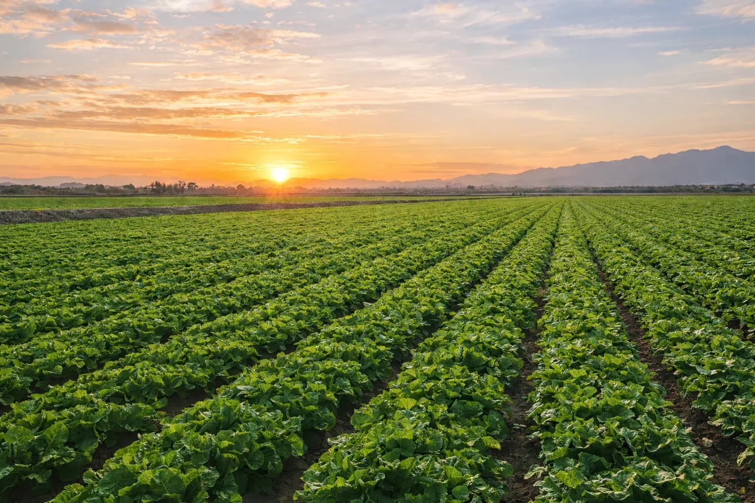 Market Farms