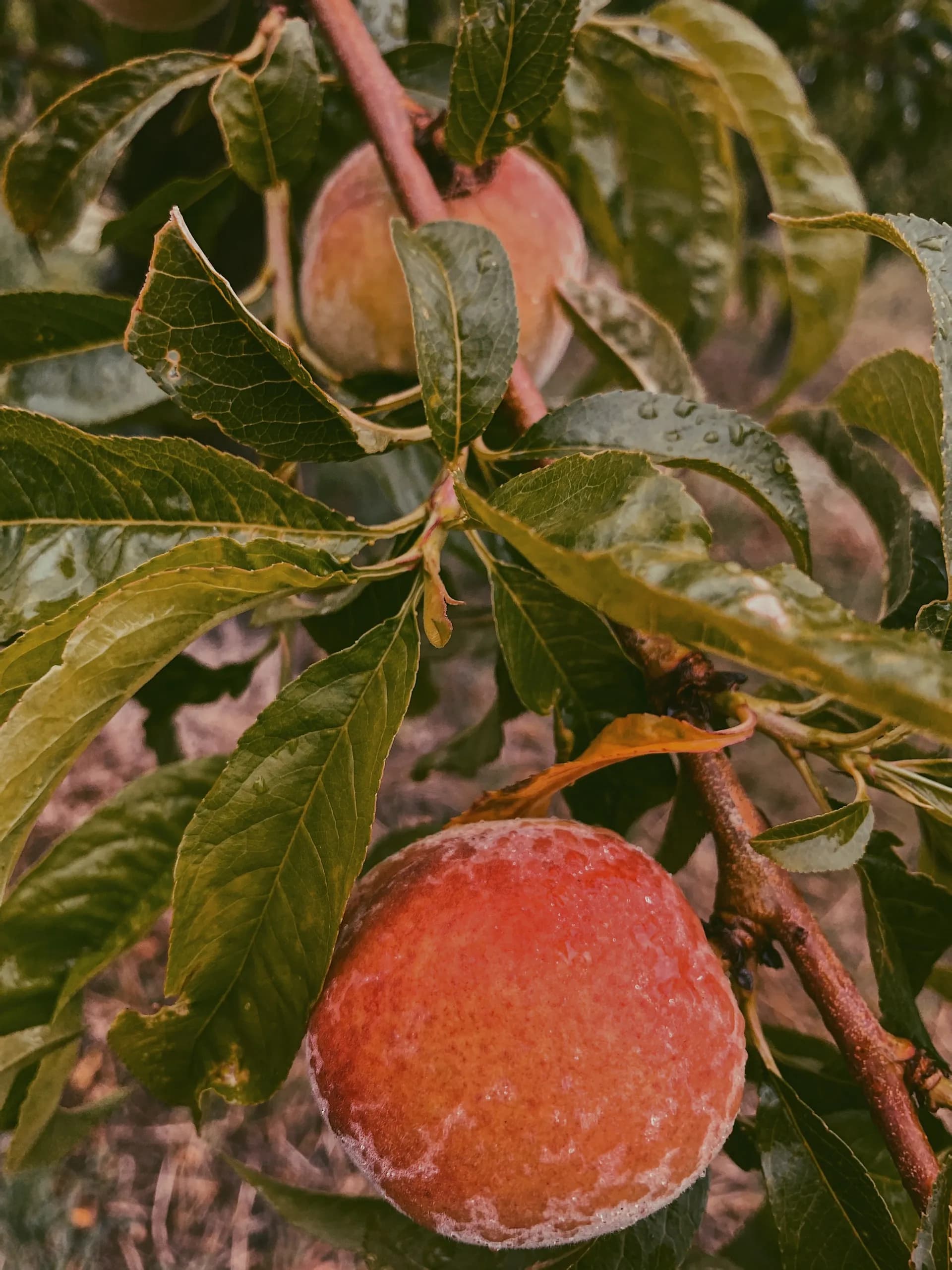 Maryhill Fruit Company