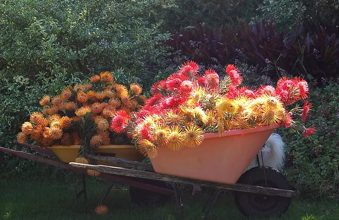 Maui Carnation Farm photo 2