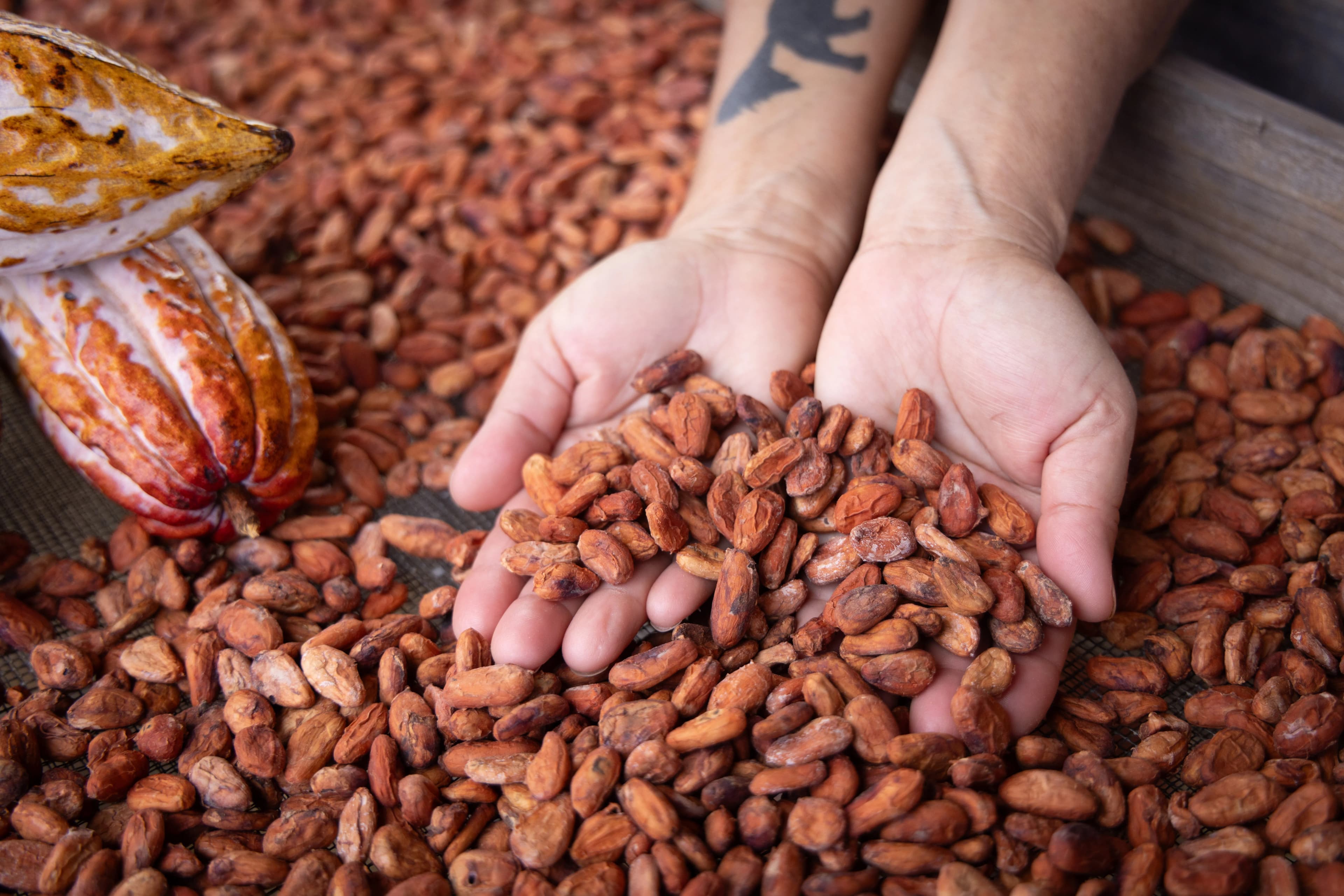 Maui Chocolate Coffee Tours photo 2