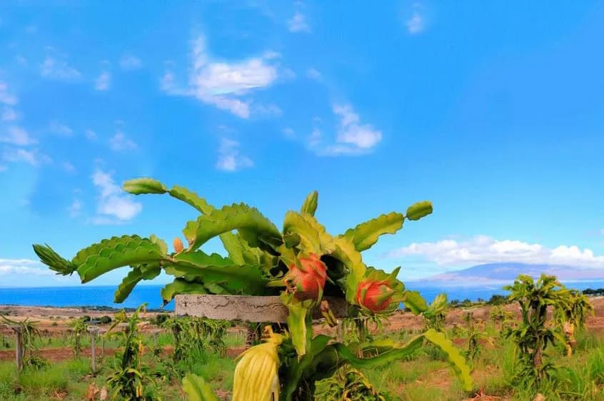 Maui Dragon Fruit Farm photo 2