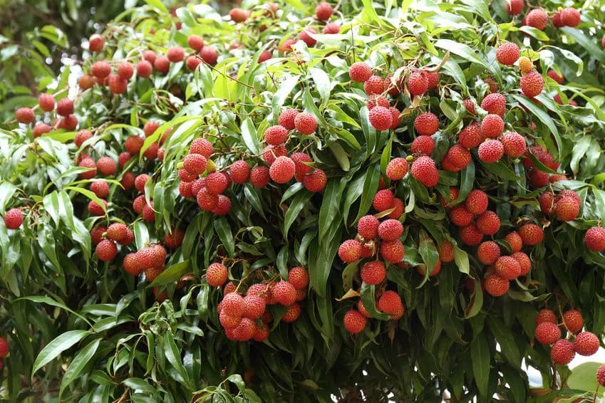 Mauna Kai Orchards photo 2