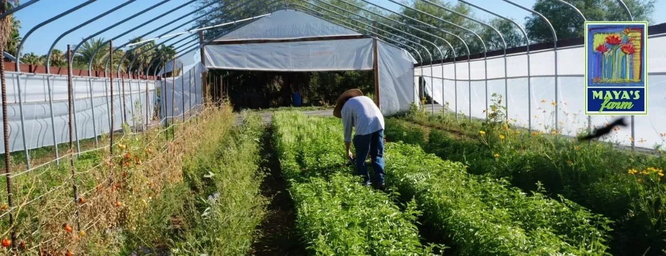 Maya's Farm photo 2