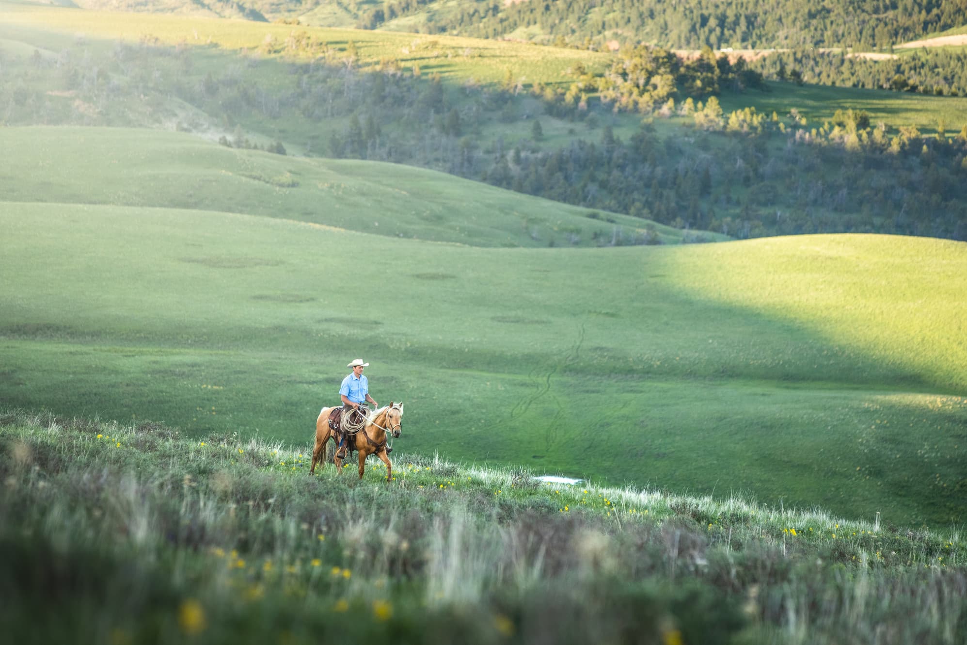 McCafferty Ranch Beef photo 2