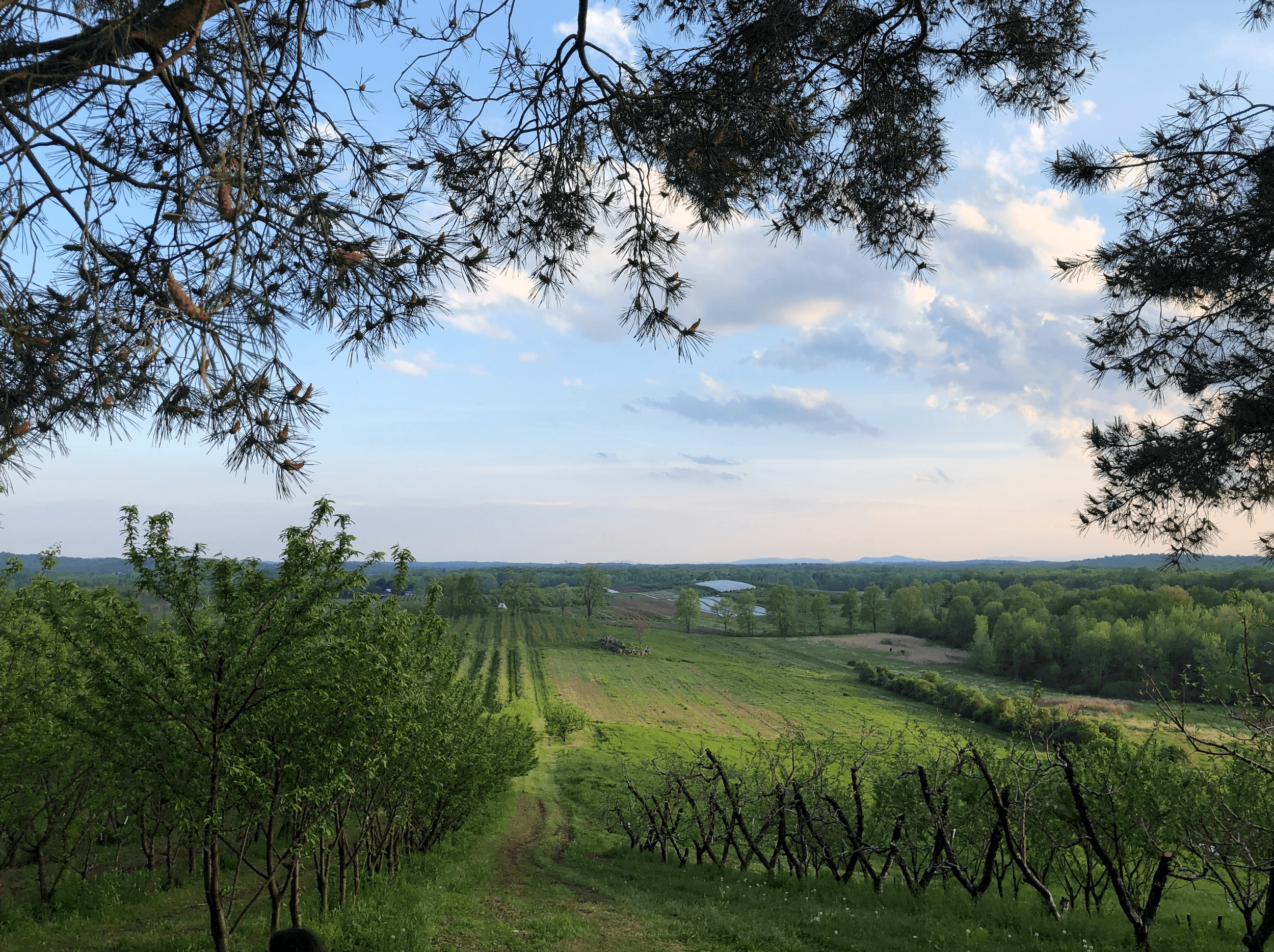 Mead Orchards photo 2